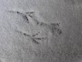 Bird footprint in light crisp winter snow in Canada. Royalty Free Stock Photo