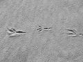 Bird footprint on the sand