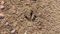 Bird footprint in the sand, bird tracks in the sand