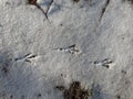 Bird footprint on the snow Royalty Free Stock Photo