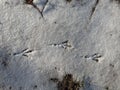 Bird footprint on the snow