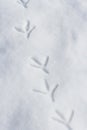 Bird Footprint background