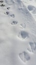 Bird footprint on the snow