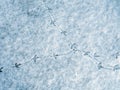 Bird footprint tracks on white snow Royalty Free Stock Photo