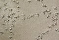 Bird Footprints