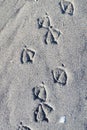 Bird footprints in coarse grained sand