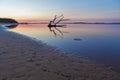 Bird footprints, driftwood, sunrise. Australia. Royalty Free Stock Photo