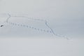 Bird Footprints In First Snow. Royalty Free Stock Photo