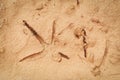 Bird footprints on the ground soil - Bird tracks on mud Royalty Free Stock Photo