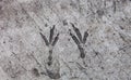 Bird footprints hardened on the concrete surface Royalty Free Stock Photo