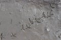Bird footprints in mud Royalty Free Stock Photo
