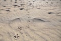 Bird footprints path wide view