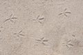 Bird footprints on the sand. Background