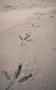 Bird footprints on sand beach Royalty Free Stock Photo