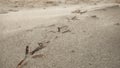 Bird footprints on sand beach Royalty Free Stock Photo