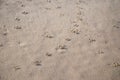 Bird footprints in sand