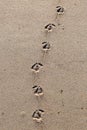 Bird Footprints in Sand