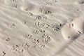 Bird footprints in the sand