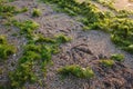 Bird footprints on sand at seaside Royalty Free Stock Photo