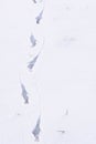 Bird footprints on the snow