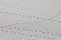 Bird footprints and traces on white snow, close-up Royalty Free Stock Photo