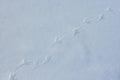 Bird footprints on white snow