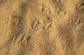 Bird footsteps on the sand Royalty Free Stock Photo
