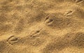 Bird footsteps on the sand Royalty Free Stock Photo