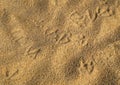 Bird footsteps on the sand Royalty Free Stock Photo