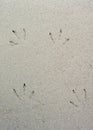 Bird footsteps on sand Royalty Free Stock Photo