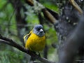 Bird in the Forest Royalty Free Stock Photo