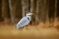 Bird in the forest lake. Heron in the water. Grey Heron, Ardea cinerea, bird sitting, green marsh grass, forest in the background, Royalty Free Stock Photo