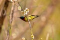 Bird,Fork-tailed Sunbird Royalty Free Stock Photo