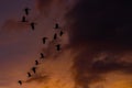 Bird Formation Silhouette in the Sky Royalty Free Stock Photo