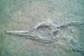 Bird fossil