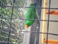 Parrot Bird - Animal & Wildlife .