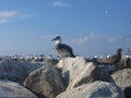 The bird found at Layang-layang island (Bird island Royalty Free Stock Photo