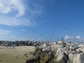 The bird found at Layang-layang island (Bird island Royalty Free Stock Photo