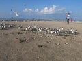 The bird found at Layang-layang island & x28;Bird island Royalty Free Stock Photo