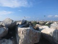 The bird found at Layang-layang island & x28;Bird island Royalty Free Stock Photo