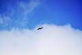 Bird in free flight Royalty Free Stock Photo