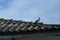 A bird is free to perch on the roof of a tiled house.