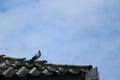 A bird is free to perch on the roof of a tiled house.