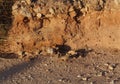 Bird of Fringillidae family foraging on desert plant