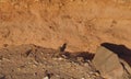 Bird of Fringillidae family foraging on desert plant