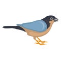 Bird, fringillidae Vector Icon which can be editable or modified