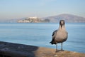 Bird in front of Alcatraz Island, San Francisco, California, USA Royalty Free Stock Photo