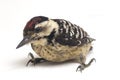 Bird Fulvous-breasted Woodpecker Dendrocopos macei isolated on white Royalty Free Stock Photo