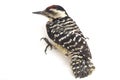 Bird Fulvous-breasted Woodpecker Dendrocopos macei  on white Royalty Free Stock Photo