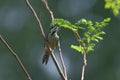 Bird Fulvous-breasted Woodpecker , Thailand Royalty Free Stock Photo